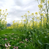 这里油菜花被咱包场了