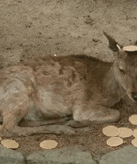 �й��ٲ����ţ�����С¹Ҫ���⣬����������Ҫ�ù�