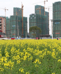 美!温岭横峰街道这个地方有200亩油菜花正盛开