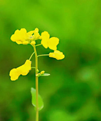 约吗?椒江这片撩人的油菜花海~