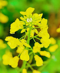 约吗?椒江这片撩人的油菜花海~
