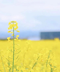 ���Ͳ˻��ȴ�̽������ȥ���ɾ�˫������û����