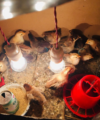 �������ġ���С����10�����ˣ�С��������һЩ