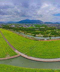 黄岩高桥街道杏林村的油菜花海,登上了浙江卫视