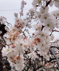 春天到百花开,家里的小樱桃又开花