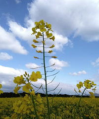 ���ϵ��Ͳ˻���