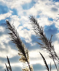 31��GG����ְ�������ж��ӣ��Ը�����