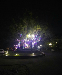 ��լ������ʢ��԰���ǳ��ľ�