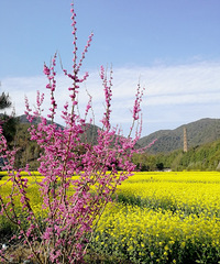 �����µ��Ͳ˻�