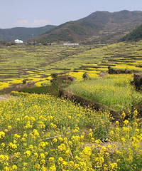 ���ݸ�شɽ���Ͳ˻�