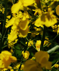 今年露营第一趴,我们选在了这里的油菜花田