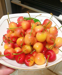 ��������ľ���������ĺ������������й⡢��ʳ����