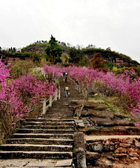 山花烂漫时