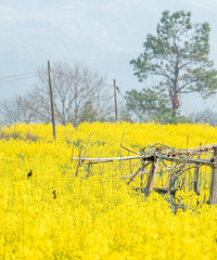 �⴦�Ͳ˻���Ũ���˾������⣬����Դ��������