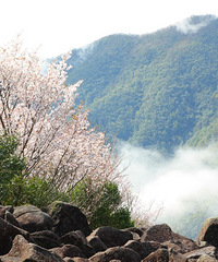 ��ɽ�ƺ���ʯ��ӣ��