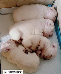 ��ţ����