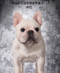 ��ţ����