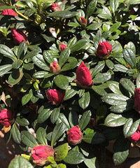 ������һ�ֻ���֪�����жž�