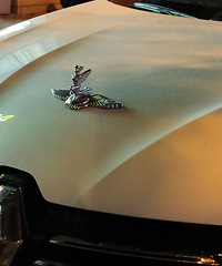 ���������ġ�Ů���Ǵ����أ�