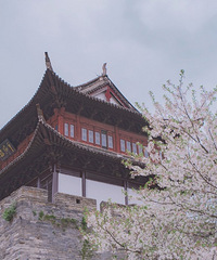 古城樱花开,不用去日本也能看到这样的美景