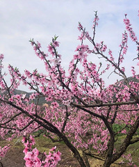 ��2020̨���ͻ���ͼ���Ͳ˻���ӣ�����һ������컨������