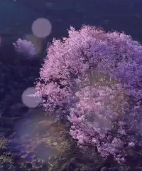 【2020台州赏花地图】油菜花、樱花、桃花,春天花正开!
