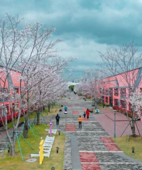 超美!来台州新府城邂逅一场“樱花雨”