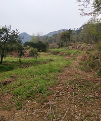 土地平整后地都荒废了,传说中的承包商啥也没种