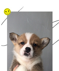 ���ۿɰ�С�»�һ���¶��