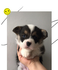 �»���Ȯ������7ֻ�»���Ȯ���ۣ�˫ɫ��ɫ����ĸ����