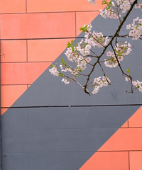 �羳���������ҵ԰ӣ��