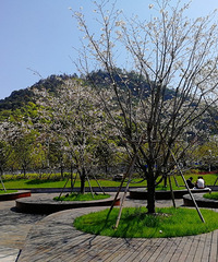 [������]ӣ��������·�Ź�԰��һƬ���˵Ĵ�ɫ