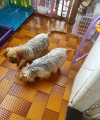 �ҹ�-Լ����