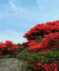 ̨�ݵڶ���ɽ--����ɽ��ӳɽ�����������