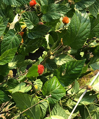 �������ġ���Ұ��ժ����һ���ǵ�ݮ��һ�ֽ�ʲô��