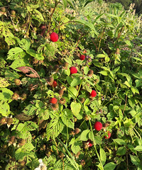 �������ġ���Ұ��ժ����һ���ǵ�ݮ��һ�ֽ�ʲô��