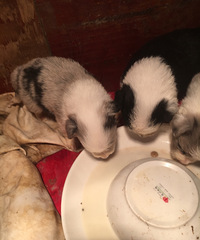 ��������