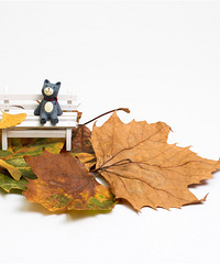 ���������ã��û�й�ͬ����ķ����ܳ�����