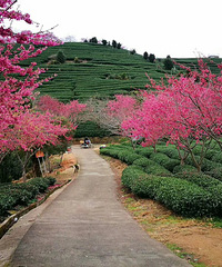 83��δ�齷�����ƣ���80������160+����