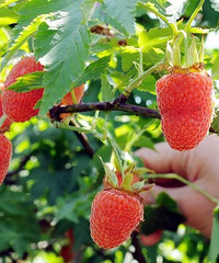 �����Ӳ�ժ/Ѱ�Ҷ�ʱ��ζ��/һ��ȥ����