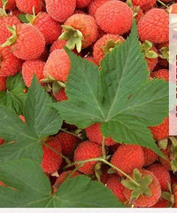 24.9Ԫ�������Ӳ�ժ��Ʊ����԰���޳���