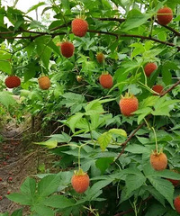 24.9Ԫ�������Ӳ�ժ��Ʊ����԰���޳���