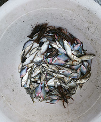 �������ġ�ιѼ��С���㾹Ȼ��5Ԫһ��