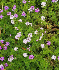 �������ġ��в�������С�ݻ�����į�εڿ�������Ц����