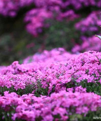 �����ֳ�һ��wanghong���յأ�֥ӣʢ�������һҹ�������ˡ���̺����