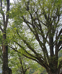 ����ɽ��̽�ž黨��ֻ���ž黨�Ƕ䣬Ұӣ��������ʢ