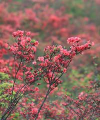 ��ɽ���鰦ӳɽ�죬һ�˶������������ϵ�̫��ɽ