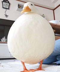 ��Ӫ�������ܸ��