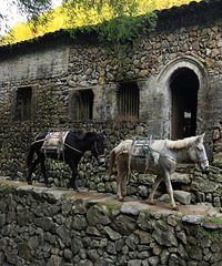 ���β����ѣ��ٺ������Ŵ壬��ï�ܣ�ɽ��Ϯ�ˣ�����