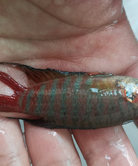 �������ġ��ö����Ѷ�˵��Ƥ���ټ��ˣ���������ץ�˼�ʮ��